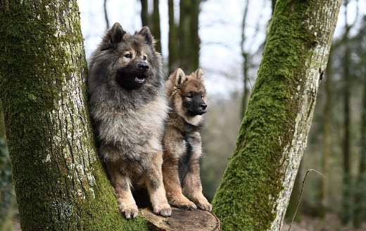 Eurasier plinn dogs
