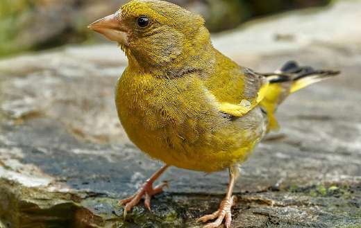 Europian greenfinch perched bird
