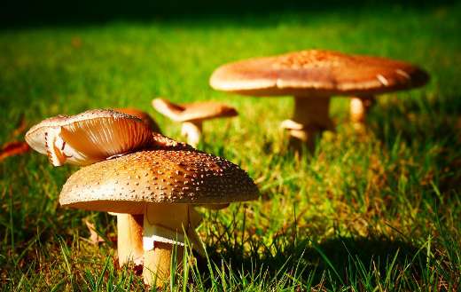 Fungi mushroom growing grass