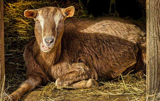 Brown goat animal