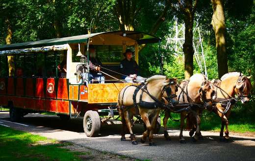 Horses tourist online