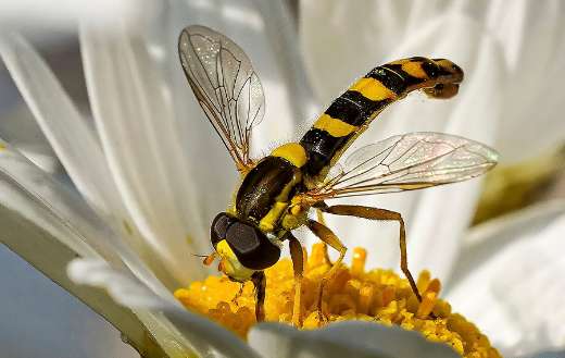 Hover flies insect pollinate