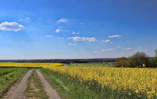 Landscape field of rapeseeds