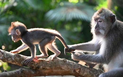 Macaque monkey animal