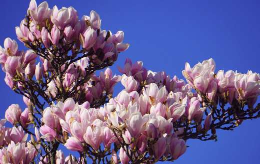 Magnolia flowers bloom