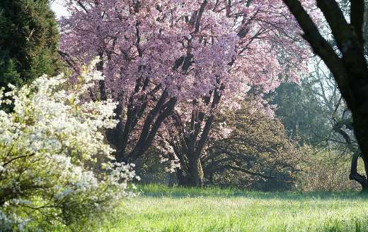 Nature blossoms spring time