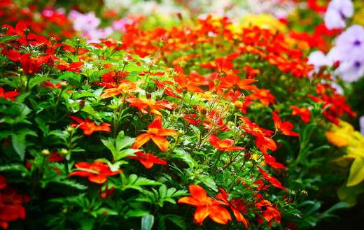 Orange or red flower