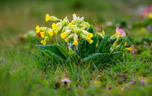 Pansies flowers online