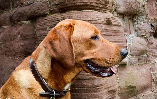 Red fox labrador puzzle
