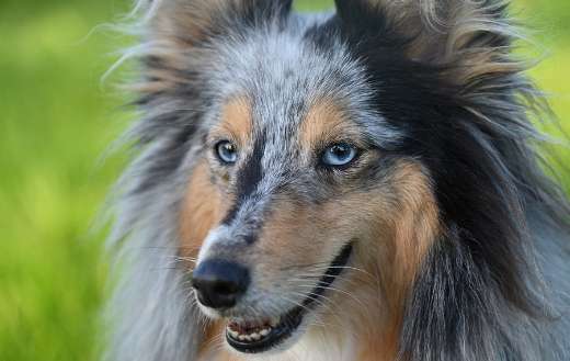 Shetland sheep dog animal