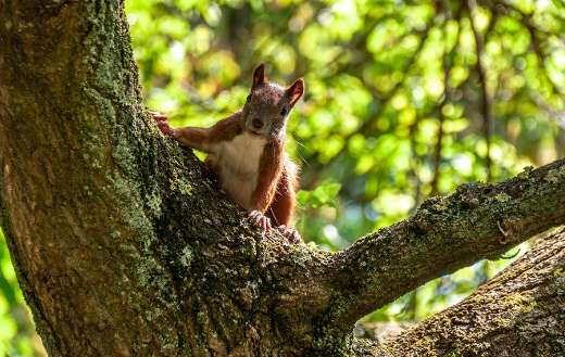 Squirrel a rodent mammal