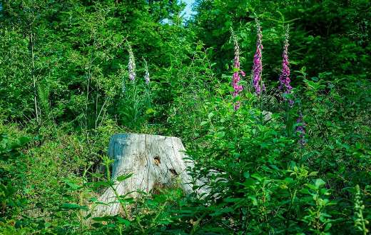 Super green nature background