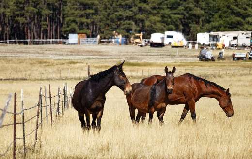 Three equine horses grazing