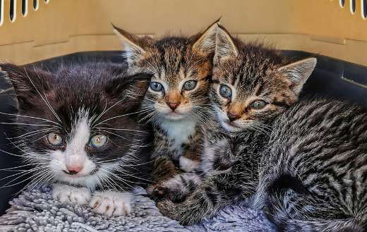 Three kitten inside cat box