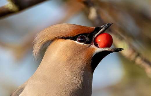 Waxwing bird ornithology image