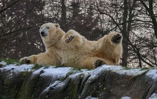 About to lay polar bear