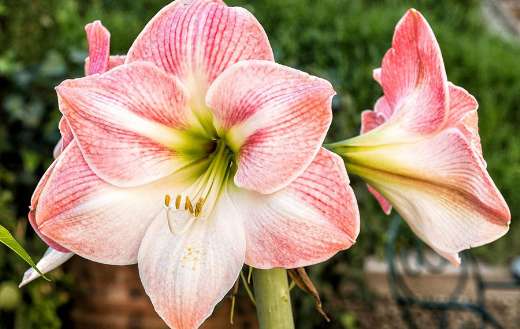 Amaryllis bicolor online