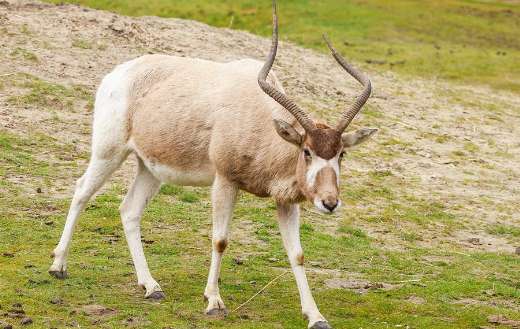 Antelope with long horns