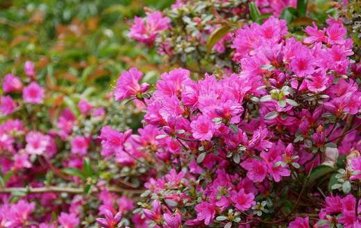 Azalea flowers plant