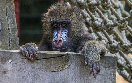 Baboon ape monkey