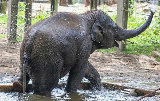 Baby elephant playing in the water