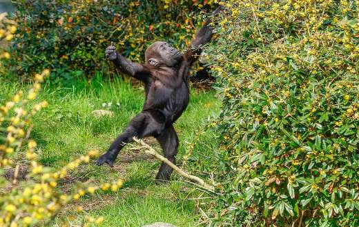 Baby gorilla having fun