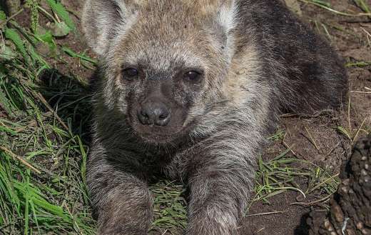 Baby hyena online