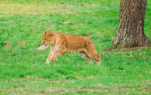 Baby lioness trying to hunt