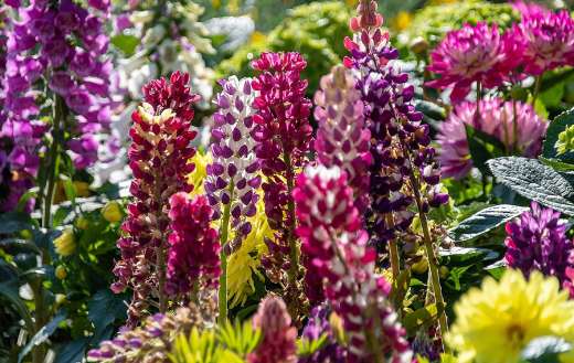 Beautiful lupins flowers