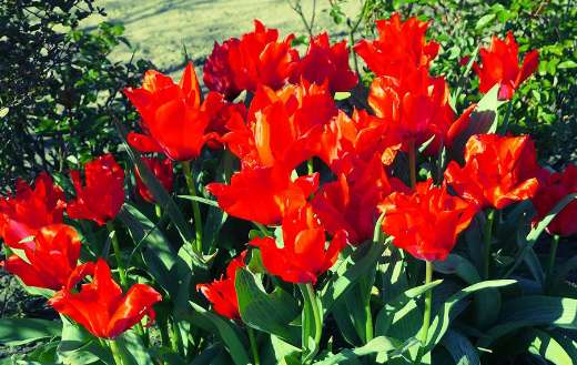 Beautiful red yulp flower