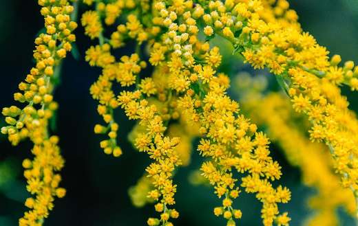 Beautiful yellow small flowers blooming