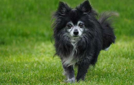 Black chihuahua dog running