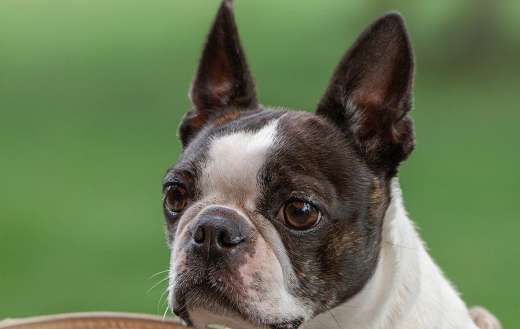 Boston terrier purebred dog