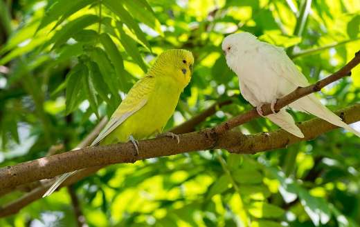 Budgie birds parakeet