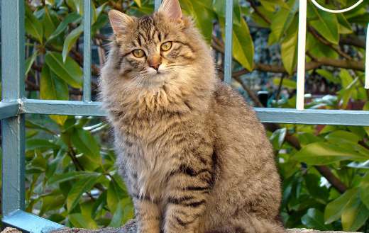 Cat pet sitting window