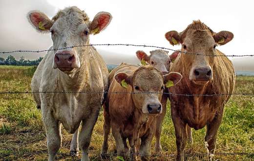Cows cattle farm yard