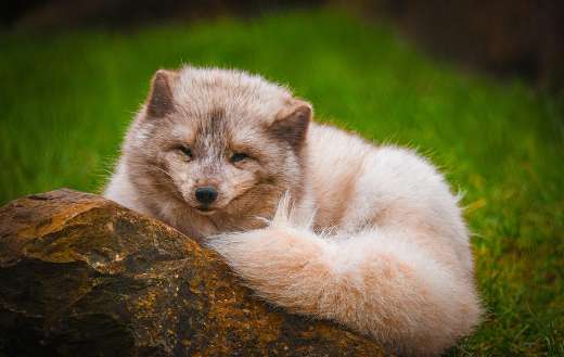 Cute polar fox animal