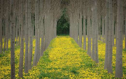 Dandelions meadow forest
