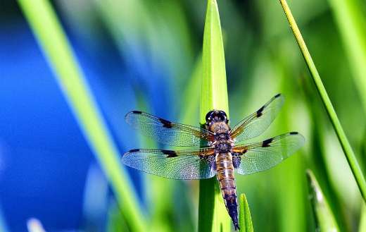 Dragonfly insect photo