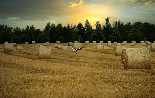 Field hay bales