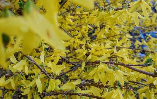 Forsythia yellow color