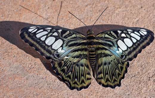 Huge butterfly insect