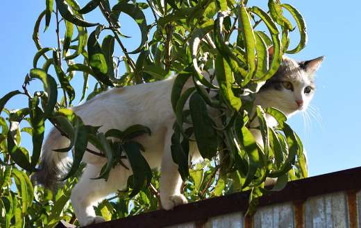 Kitty white cat online