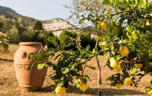 Lemon fruit citrus puzzle
