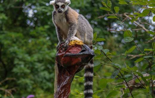 Lemur top on long neck statue