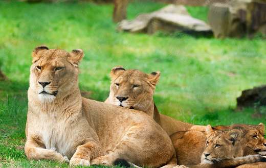 Lioness family relaxing time