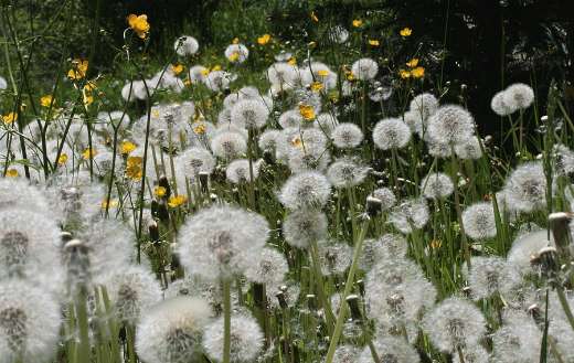 Meadow dandelion seed stand