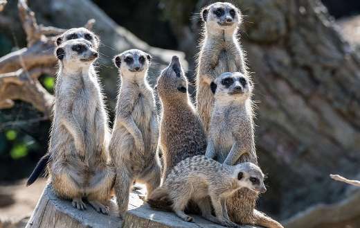 Meerkat animal family