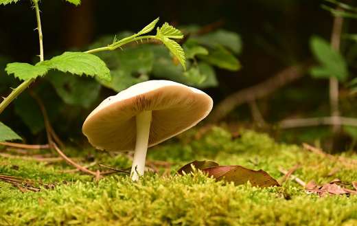 Mushroom white forest