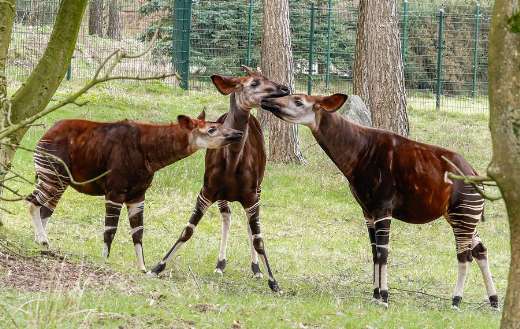 Okapi animals online